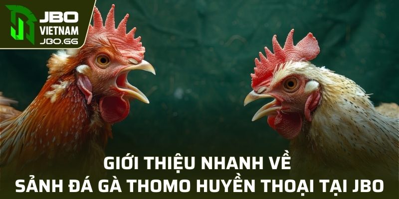 Giới thiệu nhanh về sảnh đá gà Thomo huyền thoại tại JBO
