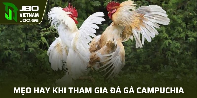Mẹo hay khi tham gia đá gà Campuchia tại JBO